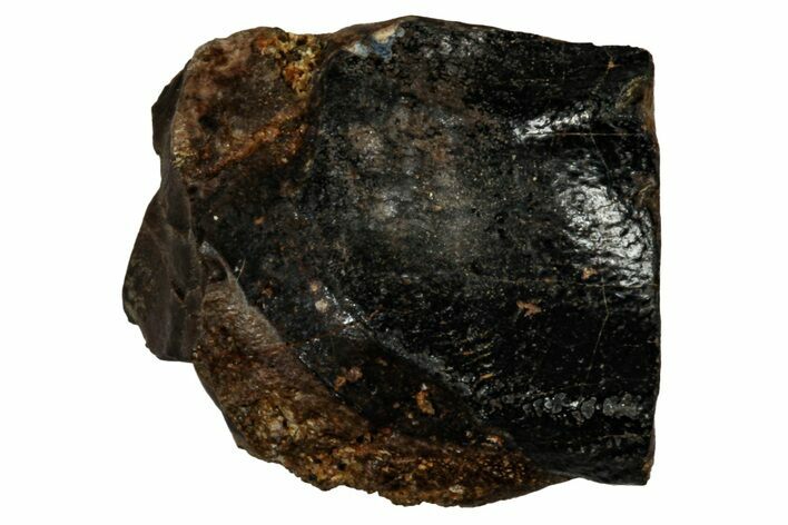 Fossil Dinosaur (Triceratops) Shed Tooth - Montana #339716